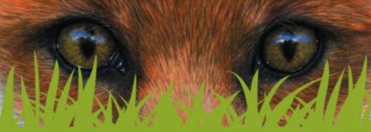 Lawn Mowing and Gardening