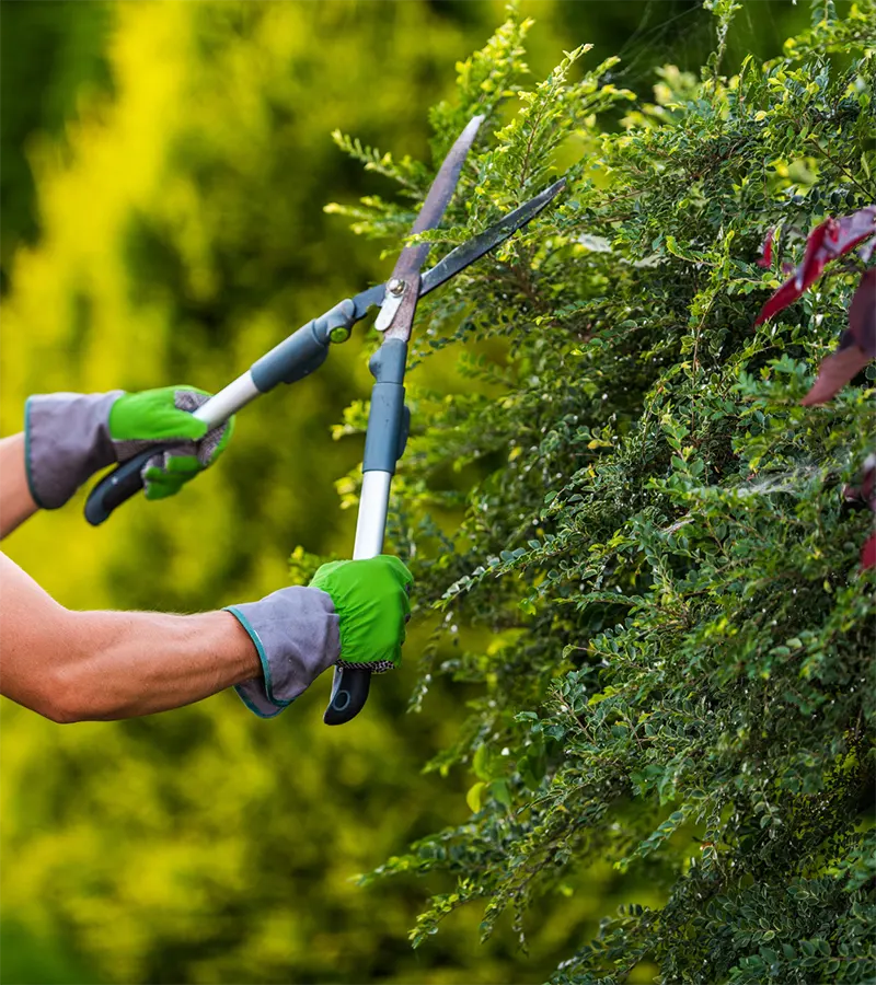 Commercial Gardening Services