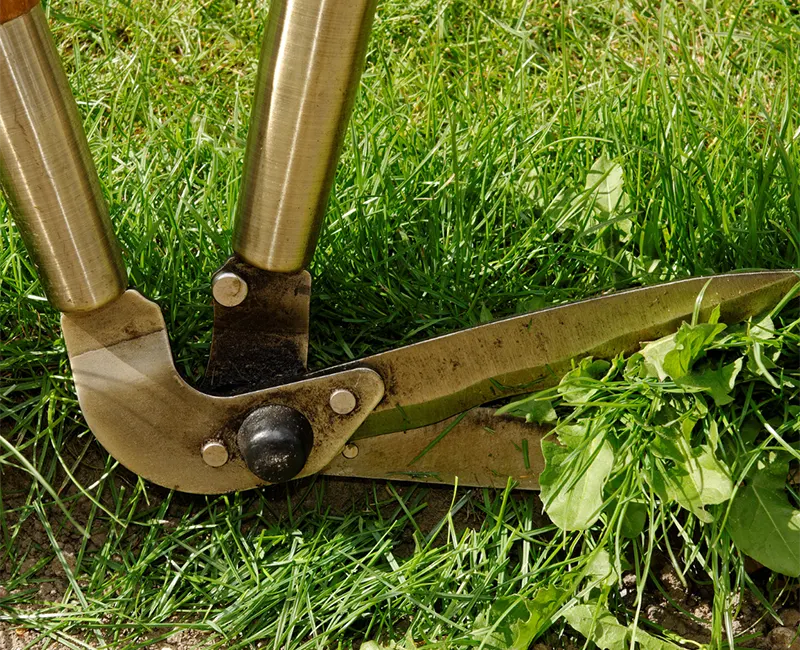 Lawn Edging Services