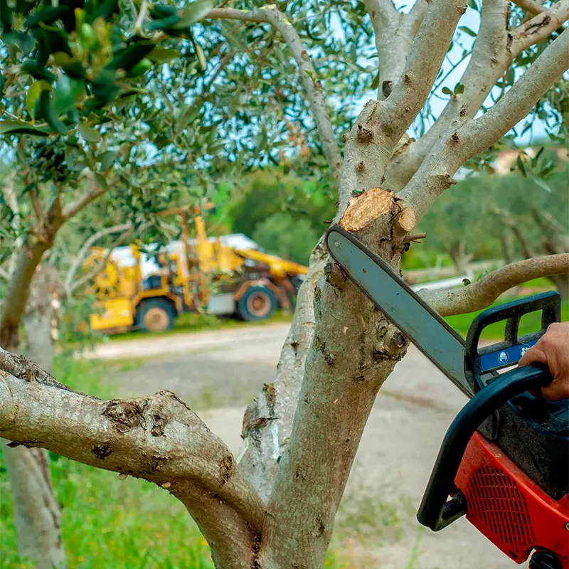 NDIS or DVA Gardening Services