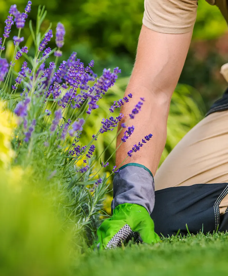 Strata Gardening Services