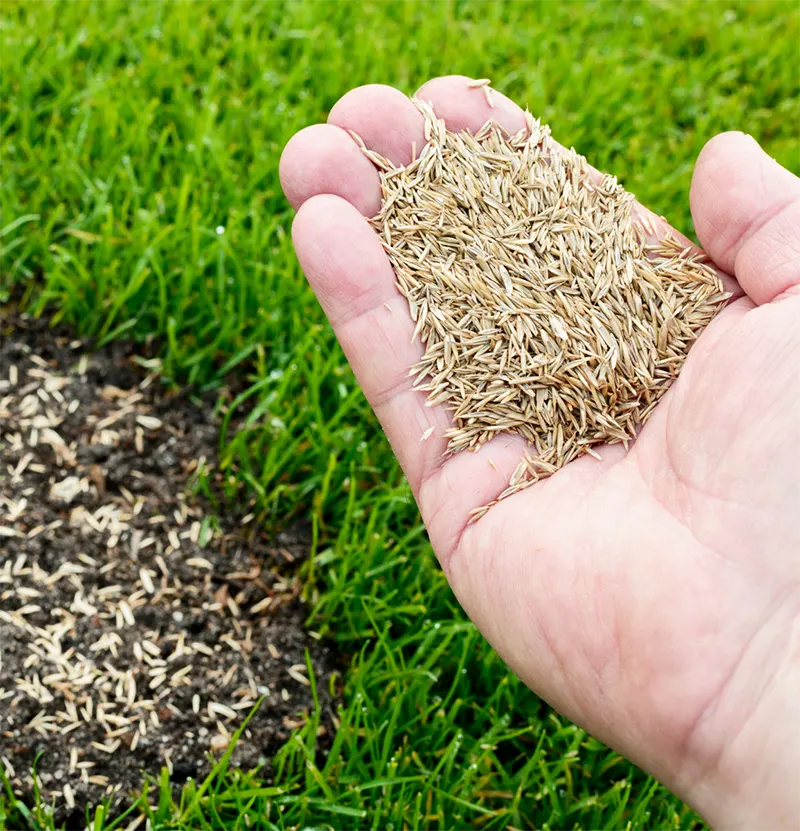 Lawn Repair Services