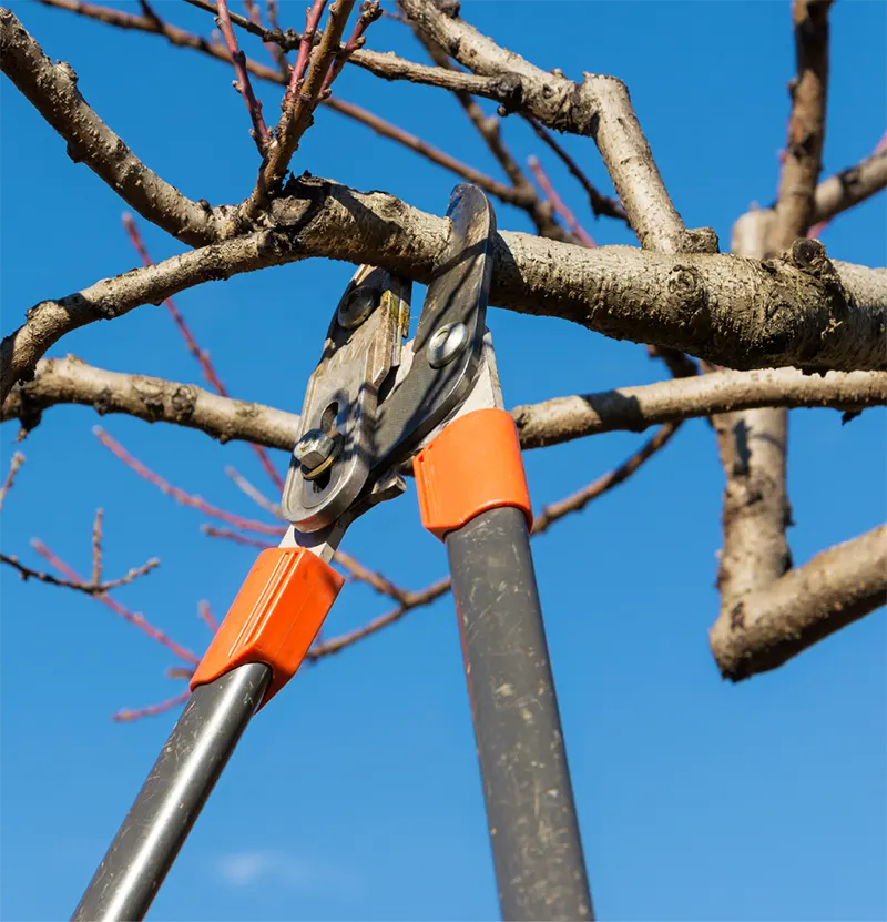Tree Pruning Services
