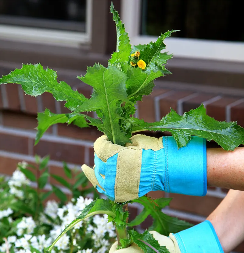 Weed Control Services