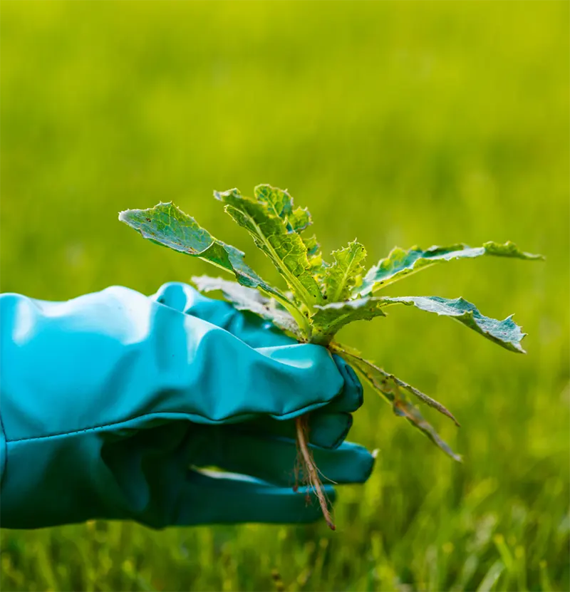 Weed Removal Services