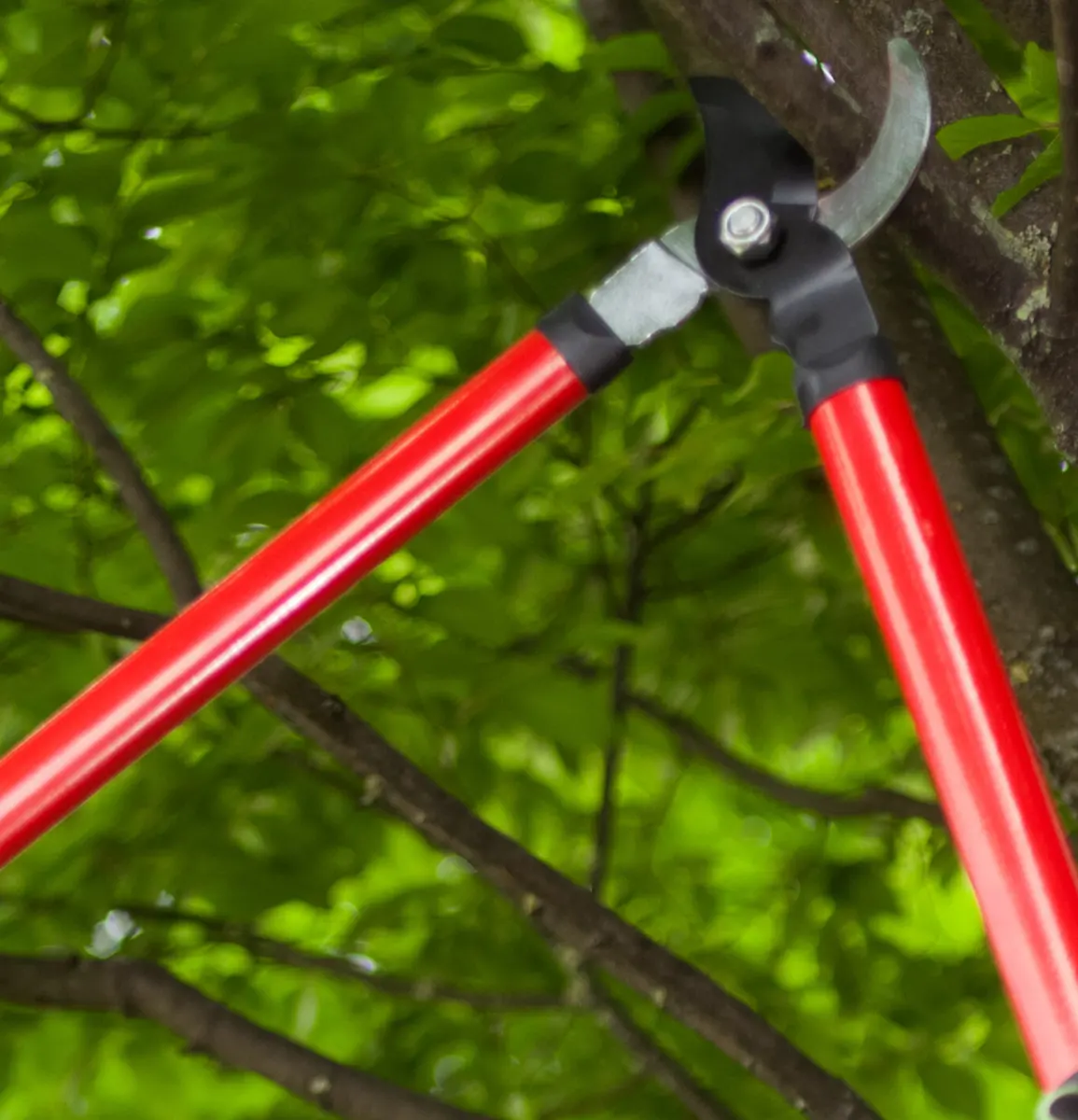 Tree Trimming Services